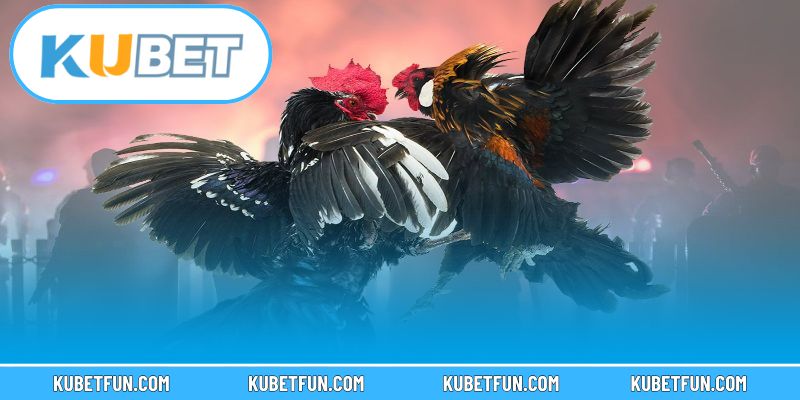 Cách theo dõi và tham gia cá cược đá gà Kubet