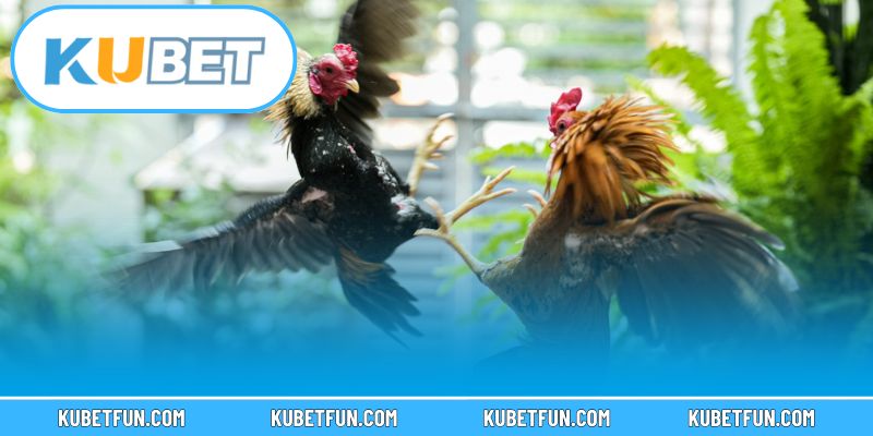 Cảnh báo và lưu ý cho người chơi đá gà Kubet