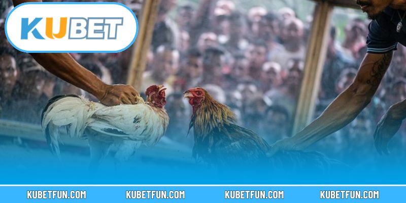  Kinh nghiệm chơi đá gà Kubet cho người mới