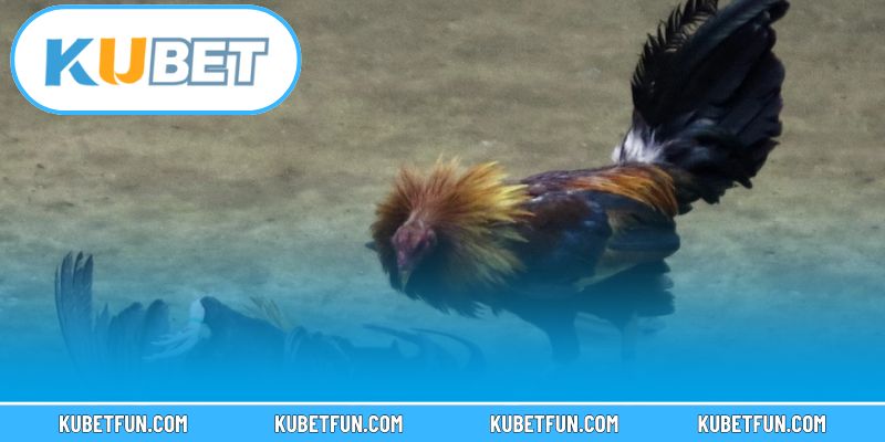 Những lợi ích hấp dẫn khi xem đá gà Kubet