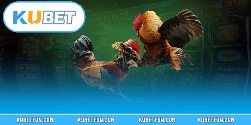 Tìm hiểu các thể loại thi đấu đá gà Kubet hiện nay