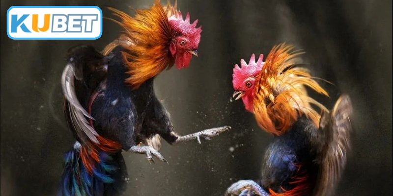 Đá Gà Thomo - Đấu Trường Chiến Kê Rực Lửa Tại Campuchia