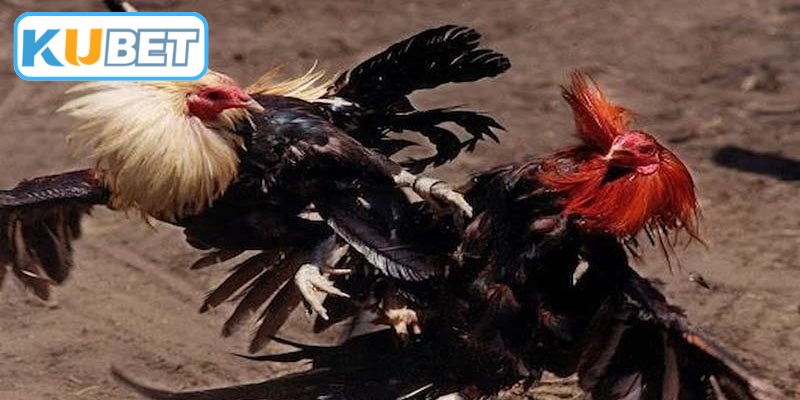 Kỹ năng chọn lựa gà chiến thắng tại bồ