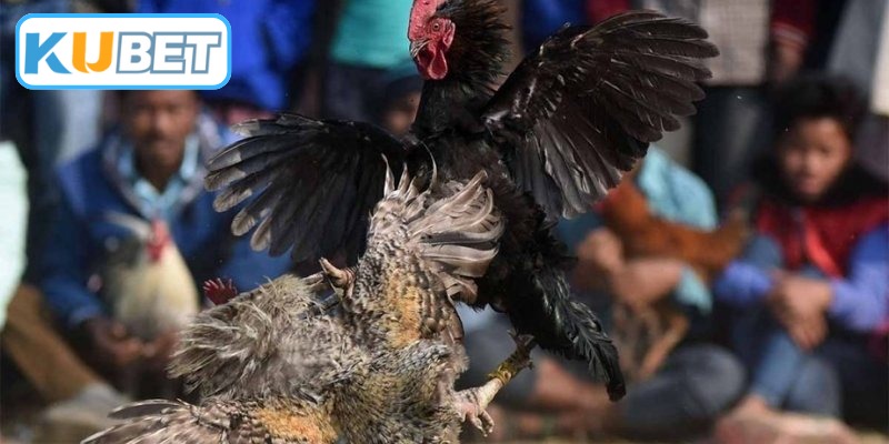 Sức hấp dẫn của loại hình đá gà thomo