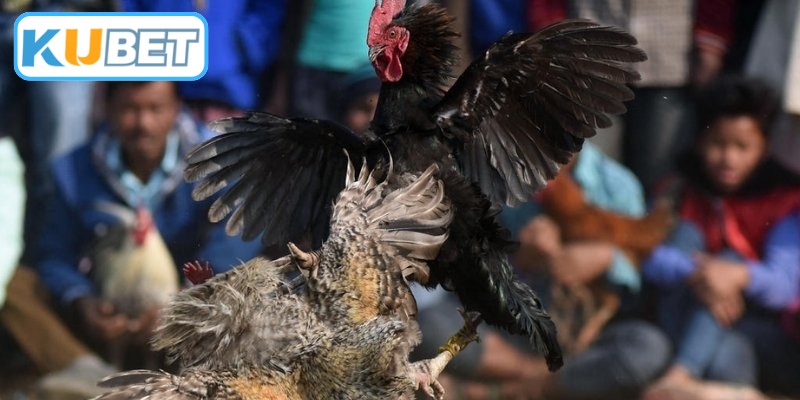 Trải nghiệm cá cược chọi gà trực tuyến thú vị